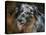 Australian Shepherd-Jai Johnson-Premier Image Canvas