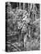 Australian Soldiers Patrolling the Jungle at Singapore before the Japanese Invasion-Carl Mydans-Premier Image Canvas