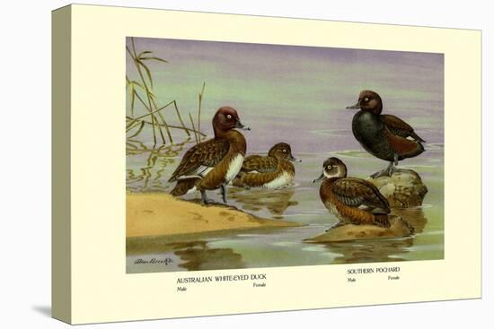 Australian White-Eyed and Southern Pochard Ducks-Allan Brooks-Stretched Canvas