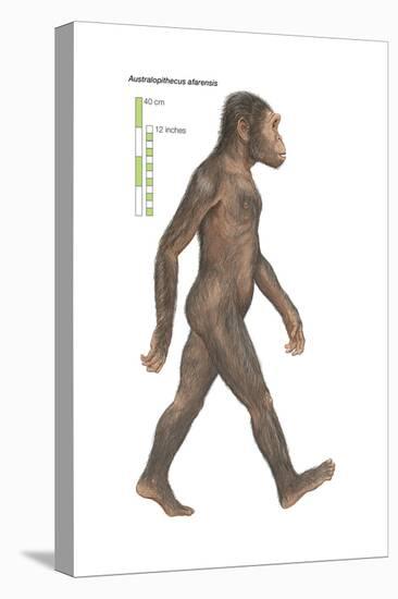 Australopithecus Afarensis, Evolution-Encyclopaedia Britannica-Stretched Canvas