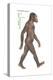 Australopithecus Afarensis, Evolution-Encyclopaedia Britannica-Stretched Canvas