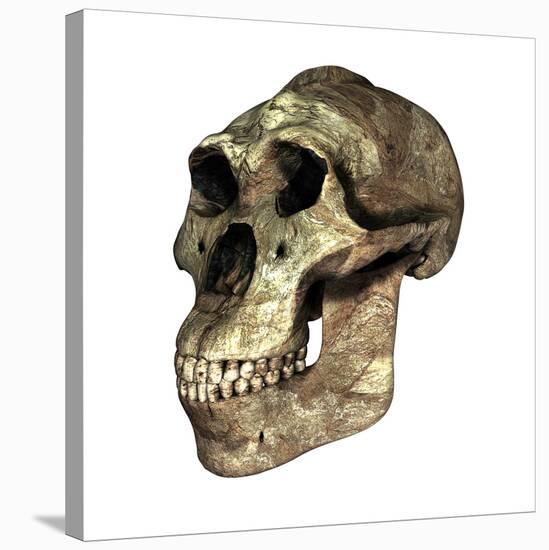 Australopithecus Boisei Skull-Friedrich Saurer-Premier Image Canvas