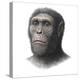 Australopithecus Sediba Head-Mauricio Anton-Premier Image Canvas