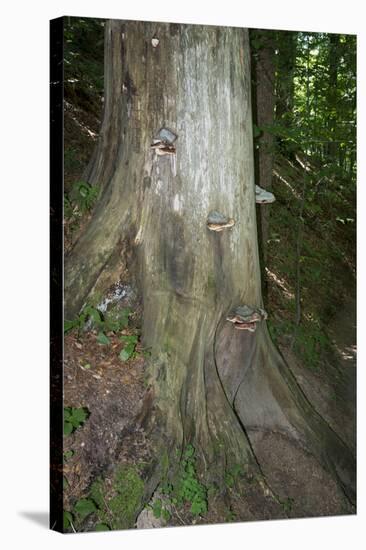 Austria, Bregenz Forest, polypores-Roland T. Frank-Stretched Canvas