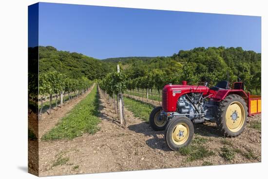 Austria, Lower Austria, Gumpoldskirchen, Vineyards-Gerhard Wild-Premier Image Canvas