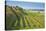 Austria, Lower Austria, Krems (River), Kremstal (Valley), Vineyards-Rainer Mirau-Premier Image Canvas