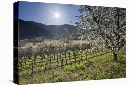 Austria, Lower Austria, Wachau, Vineyard with Cherry Trees on Sunny Day in Spring-Rainer Mirau-Premier Image Canvas
