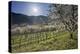 Austria, Lower Austria, Wachau, Vineyard with Cherry Trees on Sunny Day in Spring-Rainer Mirau-Premier Image Canvas