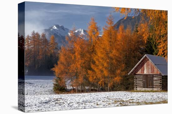 Austria, Mieminger Plateau, Larch Meadows-Ludwig Mallaun-Premier Image Canvas