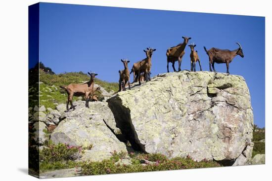 Austria, Styria, Schladminger Tauern, Rocks, Mountain-Goats, Nature-Rainer Mirau-Premier Image Canvas