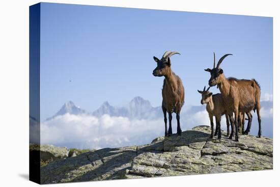Austria, Styria, Schladminger Tauern, Rocks, Mountain-Goats, Nature-Rainer Mirau-Premier Image Canvas
