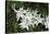 Austria, Tyrol, edelweiss leontopodium alpinum.-Roland T. Frank-Stretched Canvas