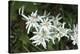 Austria, Tyrol, edelweiss leontopodium alpinum.-Roland T. Frank-Stretched Canvas