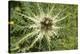 Austria, Tyrol, spiniest thistle (Cirsium spinosissimum).-Roland T. Frank-Premier Image Canvas