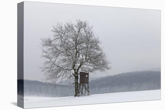 Austria, Winter Landscape, Forest, Single Tree, Raised Hide, Snow-Gerhard Wild-Premier Image Canvas