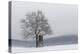 Austria, Winter Landscape, Forest, Single Tree, Raised Hide, Snow-Gerhard Wild-Premier Image Canvas