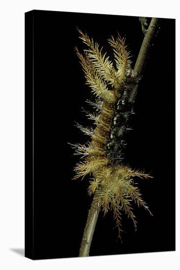 Automeris Egeus (Moth) - Caterpillar-Paul Starosta-Premier Image Canvas