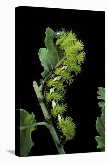 Automeris Harrisorum (Moth) - Caterpillar-Paul Starosta-Premier Image Canvas