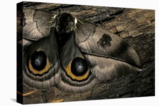 Automeris Harrisorum (Moth) - Wings Detail-Paul Starosta-Premier Image Canvas