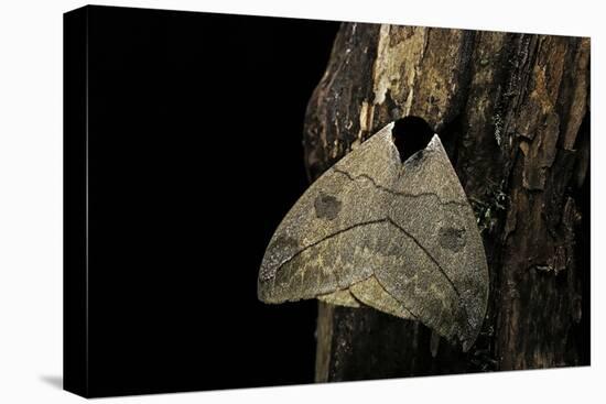 Automeris Liberia (Moth)-Paul Starosta-Premier Image Canvas