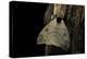 Automeris Liberia (Moth)-Paul Starosta-Premier Image Canvas