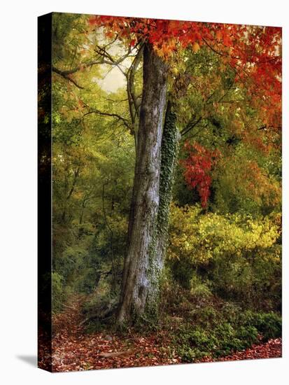 Autumn Ablaze-Jessica Jenney-Premier Image Canvas