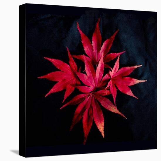 Autumn Acer Leaves-Charles Bowman-Stretched Canvas