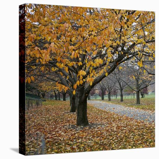 Autumn Afternoon III-Nicole Katano-Stretched Canvas