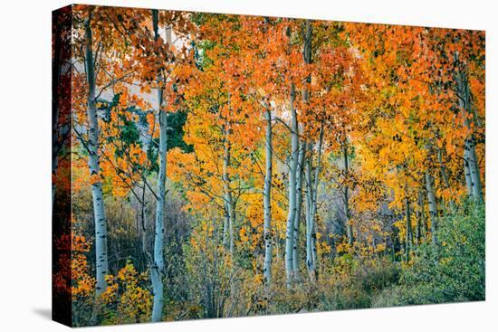 Autumn Aspen Design, Bishop Creek Canyon, Eastern Sierras-Vincent James-Premier Image Canvas