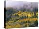 Autumn Aspen in Fog, San Juan Mountains, Colorado, USA-Chuck Haney-Premier Image Canvas