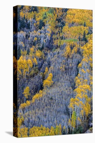 Autumn Aspen Patterns in the White River National Forest Near Aspen, Colorado, Usa-Chuck Haney-Premier Image Canvas