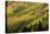 Autumn, aspen tree pattern on mountain slope, Crystal Lake, Ouray, Colorado-Adam Jones-Premier Image Canvas