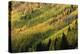 Autumn, aspen tree pattern on mountain slope, Crystal Lake, Ouray, Colorado-Adam Jones-Premier Image Canvas