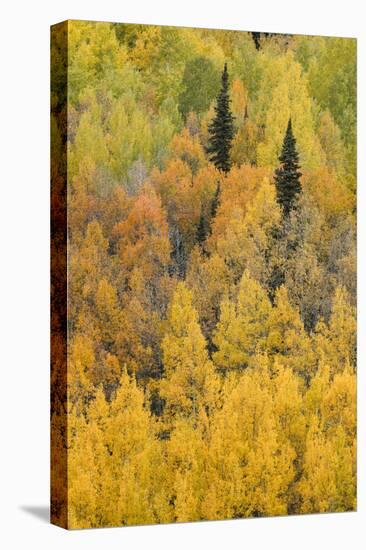 Autumn aspen tree pattern on mountain slope, Crystal Lake, Ouray, Colorado-Adam Jones-Premier Image Canvas