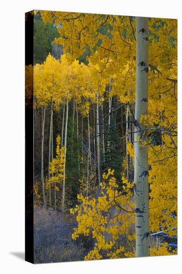 Autumn Aspens Along Cottonwood Pass, Rocky Mountains, Colorado,USA-Anna Miller-Premier Image Canvas