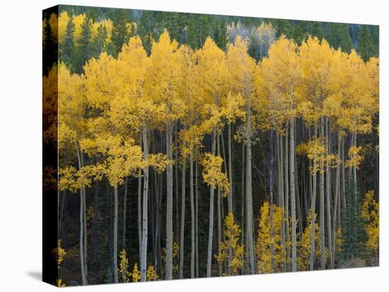 Autumn Aspens Along Cottonwood Pass, Rocky Mountains, Colorado,USA-Anna Miller-Premier Image Canvas