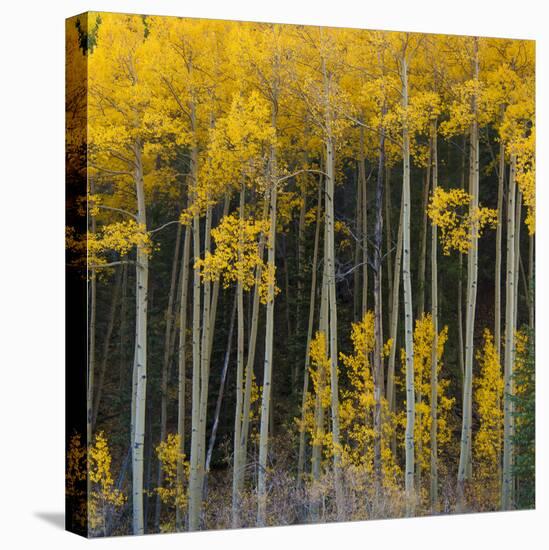 Autumn Aspens Along Cottonwood Pass, Rocky Mountains, Colorado,USA-Anna Miller-Premier Image Canvas