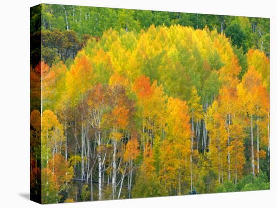 Autumn Aspens in Kebler Pass, Colorado, USA-Julie Eggers-Premier Image Canvas