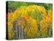 Autumn Aspens in Kebler Pass, Colorado, USA-Julie Eggers-Premier Image Canvas