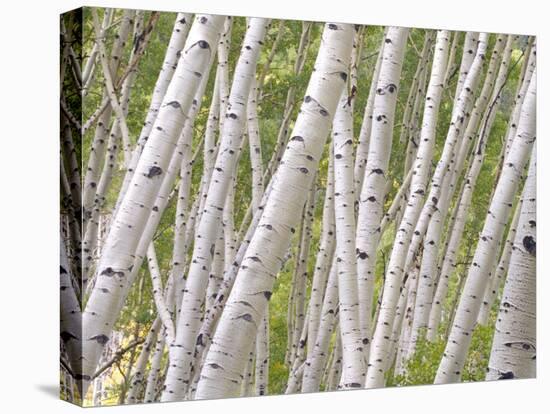 Autumn Aspens in Kebler Pass, Colorado, USA-Julie Eggers-Premier Image Canvas