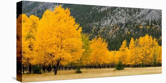 Autumn aspens in meadow (detail)-Don Johnston-Stretched Canvas