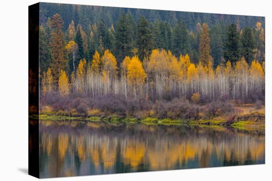 Autumn Aspens Reflect into the Pend Oreille River, Washington-Chuck Haney-Premier Image Canvas
