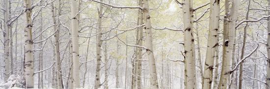 Autumn Aspens with Snow, Colorado, USA-null-Stretched Canvas