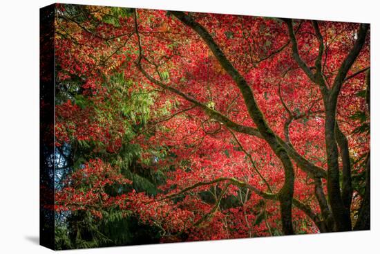 Autumn Beauty-Tim Oldford-Premier Image Canvas