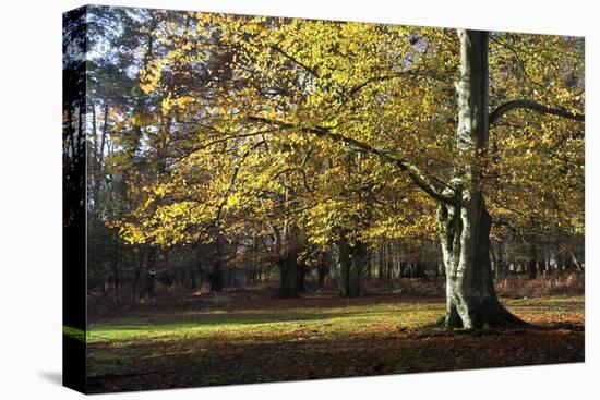 Autumn Beech Tree in the New Forest, Hampshire, England-David Clapp-Premier Image Canvas