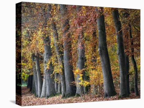 Autumn Beeches I-Cora Niele-Premier Image Canvas