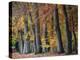 Autumn Beeches I-Cora Niele-Premier Image Canvas