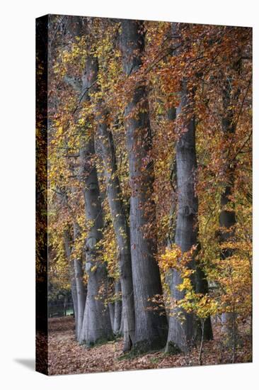 Autumn Beeches II-Cora Niele-Premier Image Canvas