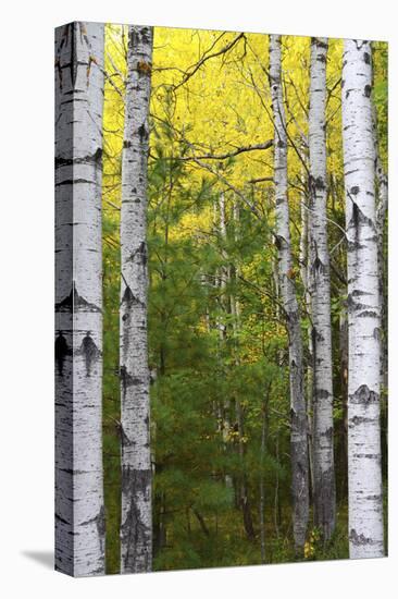 Autumn Birches, Sieur De Monts Spring, Acadia National Park, Maine, Usa-Michel Hersen-Premier Image Canvas