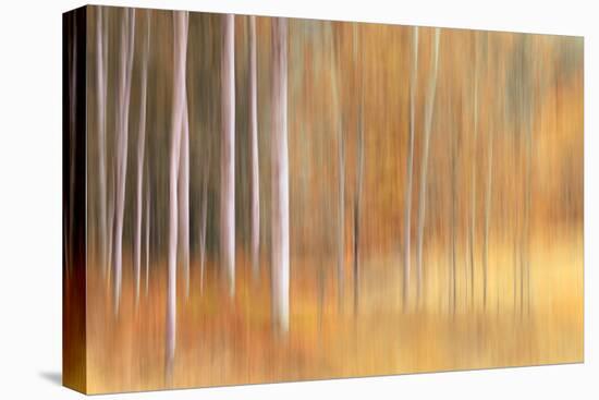 Autumn Birches-Ursula Abresch-Premier Image Canvas